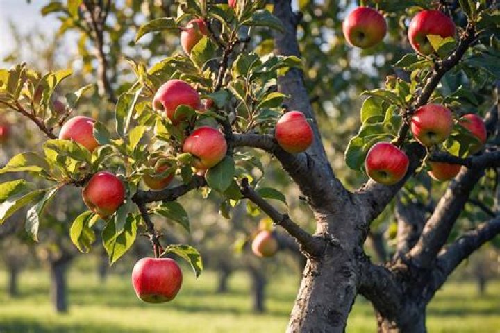 What is the best way to grow an apple tree?