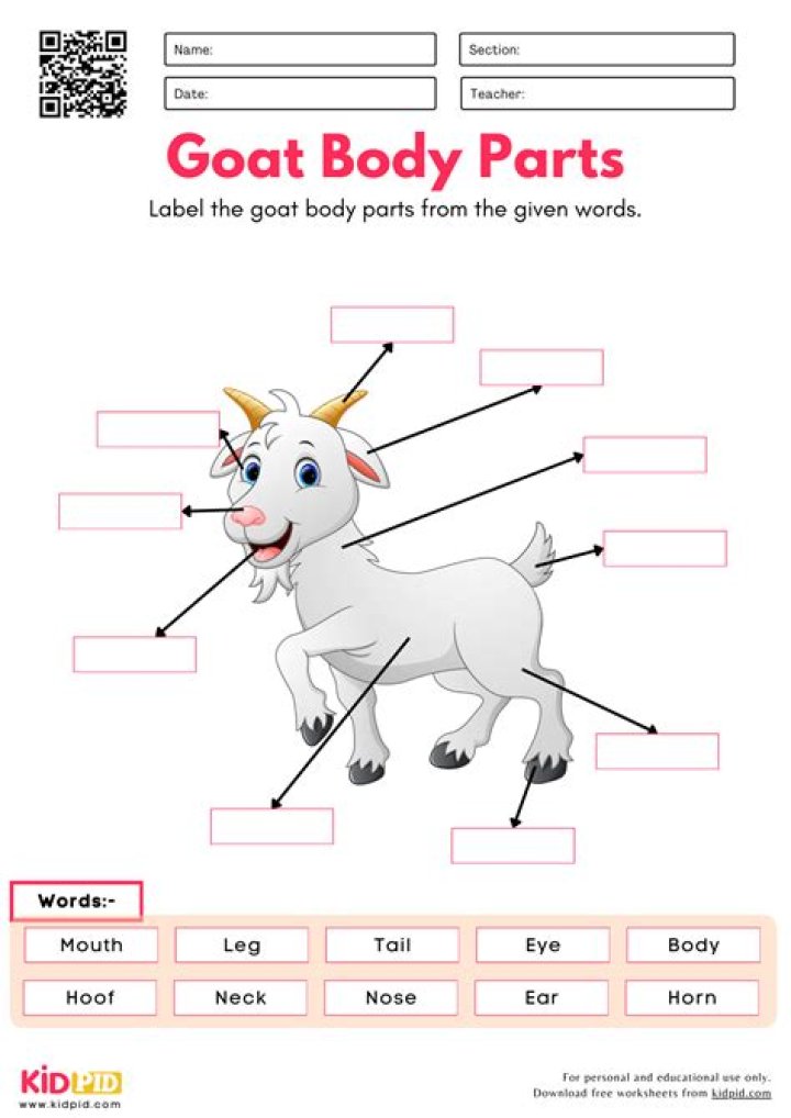 What is the body structure of goat?