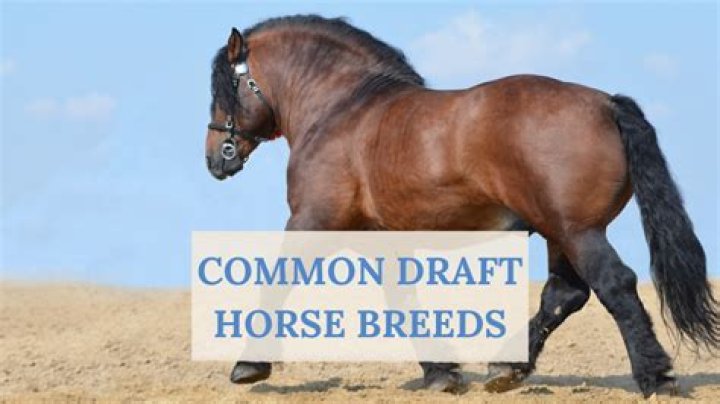 What is the cheapest draft horse breed?