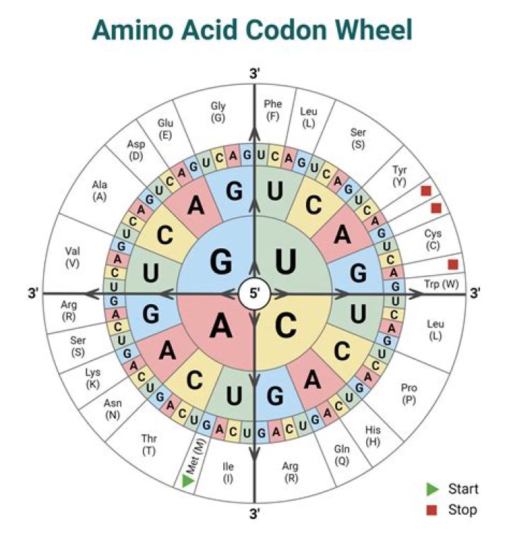 What is the codon for arginine?