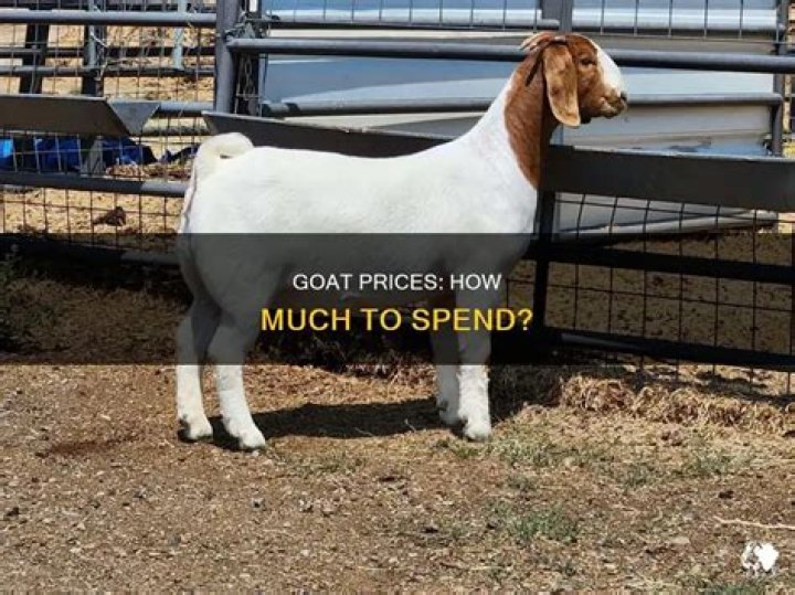 What is the current market price for goats?