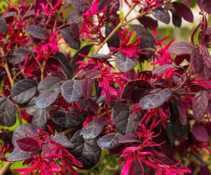 What is the darkest loropetalum?