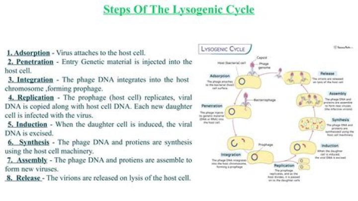 What is the definition of lysogenic in biology?