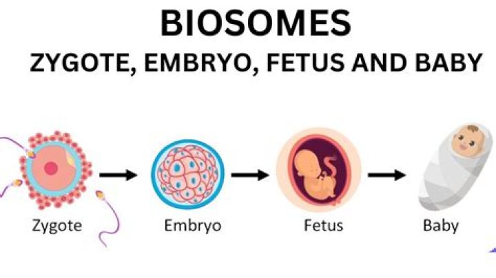 What is the difference between a zygote embryo and fetus?