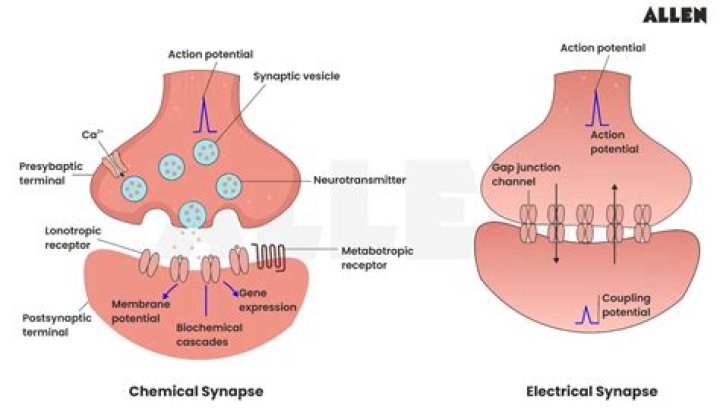 What is the difference between an electrical synapse and a chemical synapse?