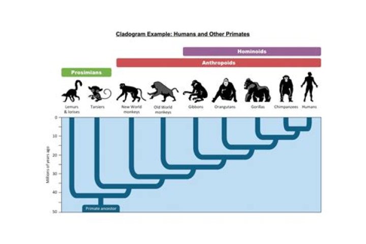 What is the difference between human and chimpanzee pelvis?