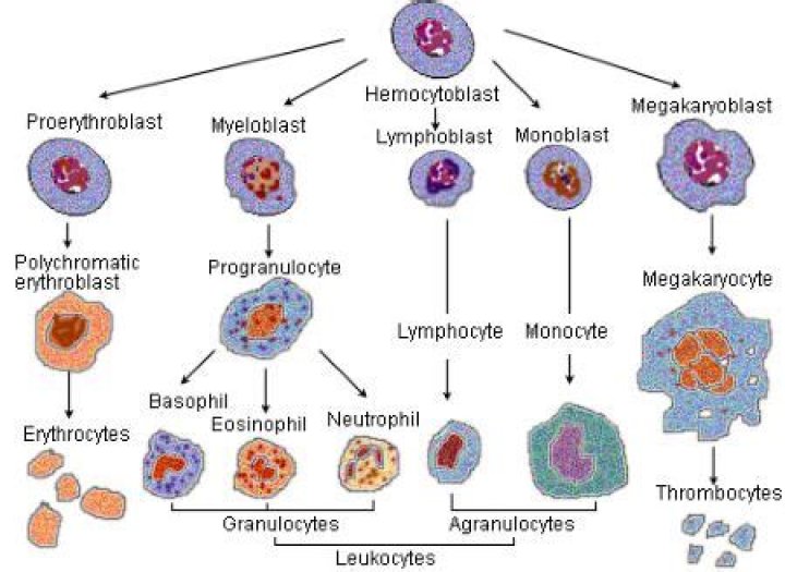 What is the difference between megakaryocyte and megakaryoblast?