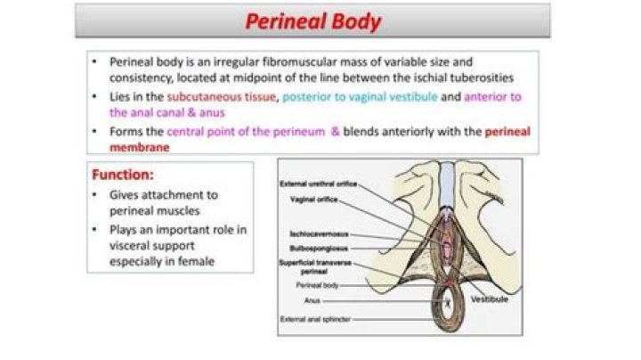 What is the difference between perineum and fourchette?