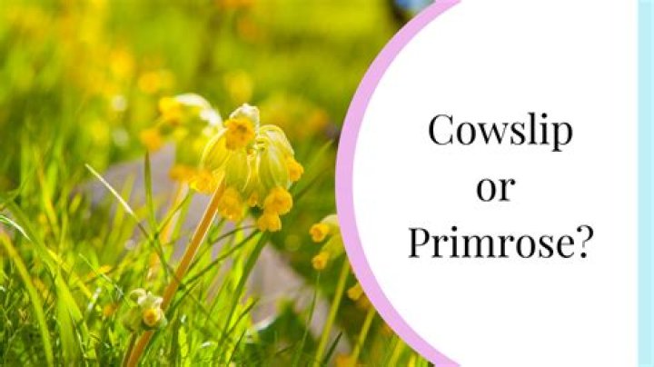 What is the difference between Primrose and cowslip?