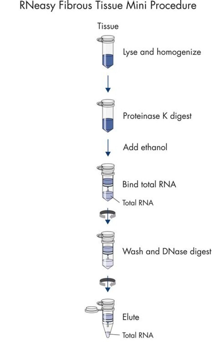 What is the difference between RNeasy micro and mini kit?
