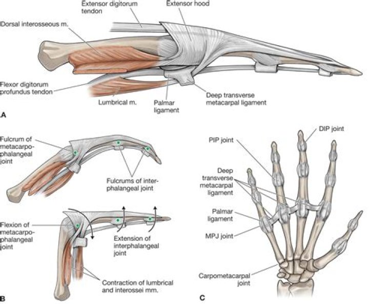 What is the extensor hood of the hand?