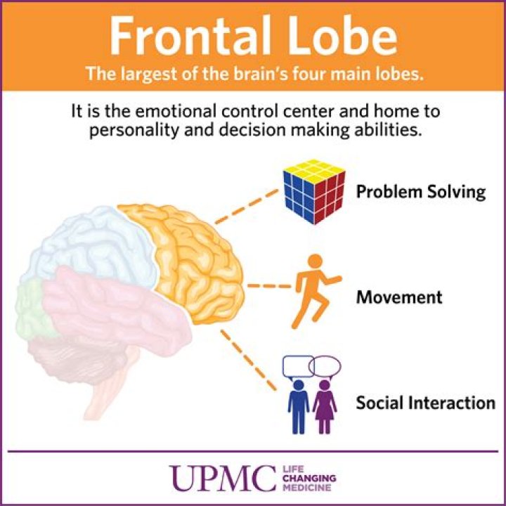 What is the frontal lobe of the brain responsible for?