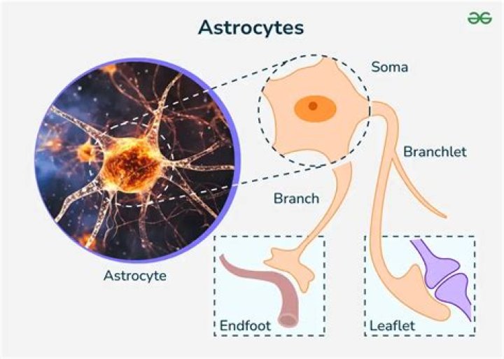 What is the function of the astrocytes?