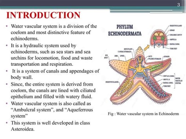 What is the function of the water vascular system found in echinoderms?