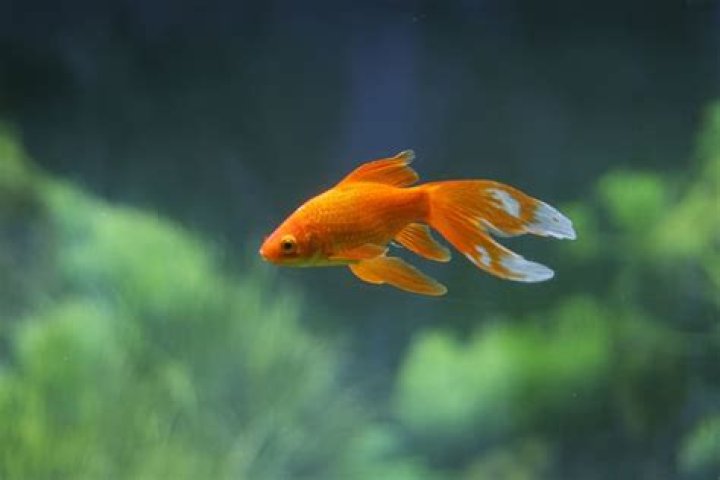 What is the highest temperature goldfish can live in?