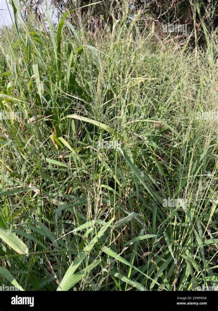 What is the importance of guinea grass?