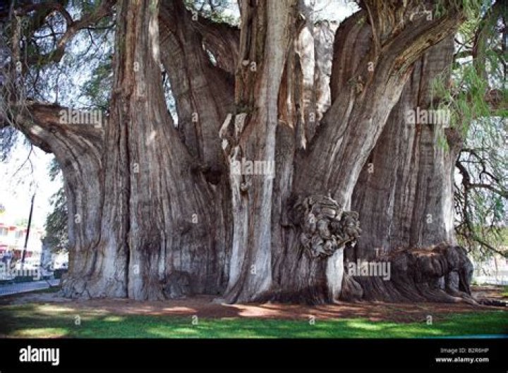 What is the largest cypress tree?