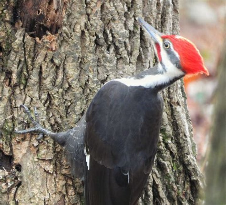 What is the largest woodpecker in New Hampshire?