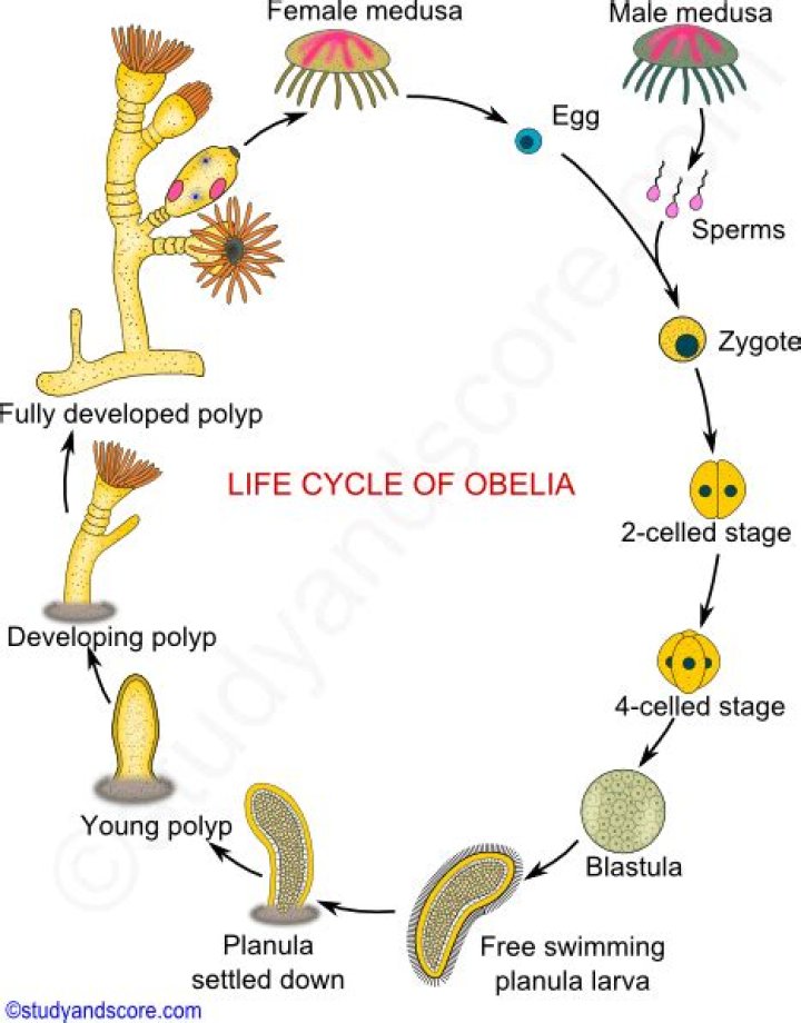 What is the life cycle of Obelia?