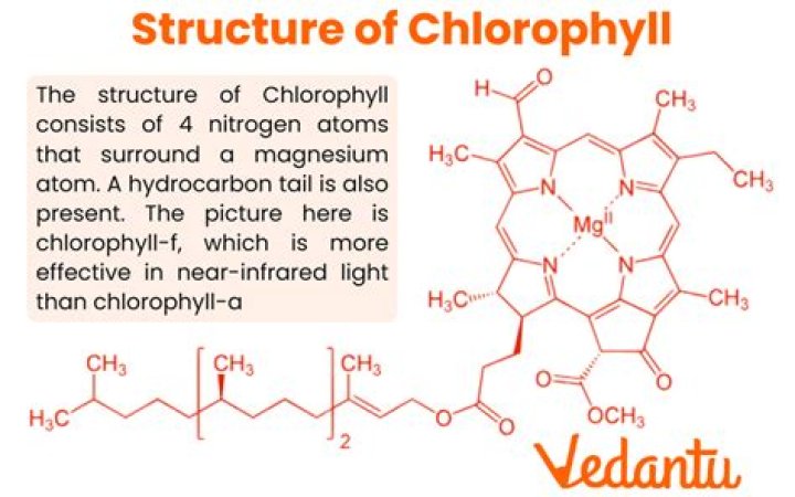 What is the maximum absorbance peak for chlorophyll a?