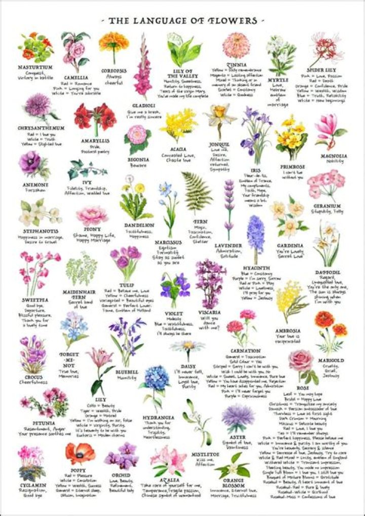 What is the meaning of Siccus?