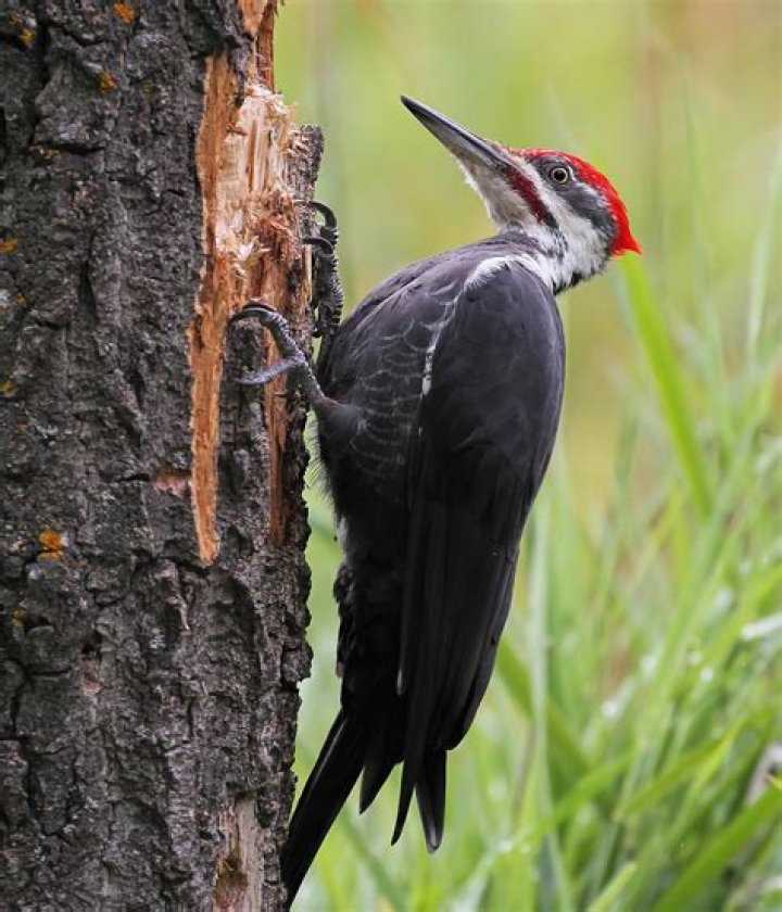 What is the most common woodpecker in UK?