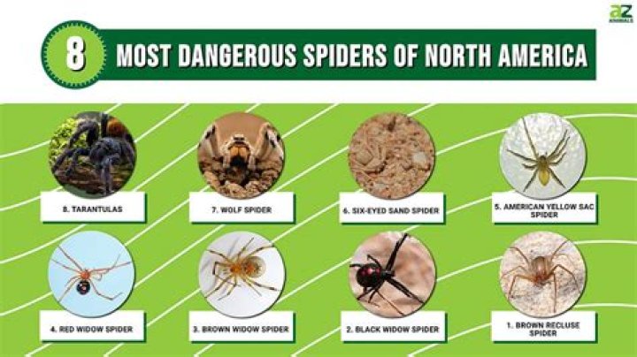 What is the most deadliest spider in Maryland?