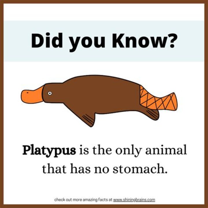 What is the most interesting fact?