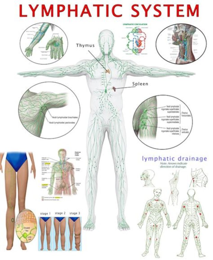 What is the Periarterial lymphatic sheath?