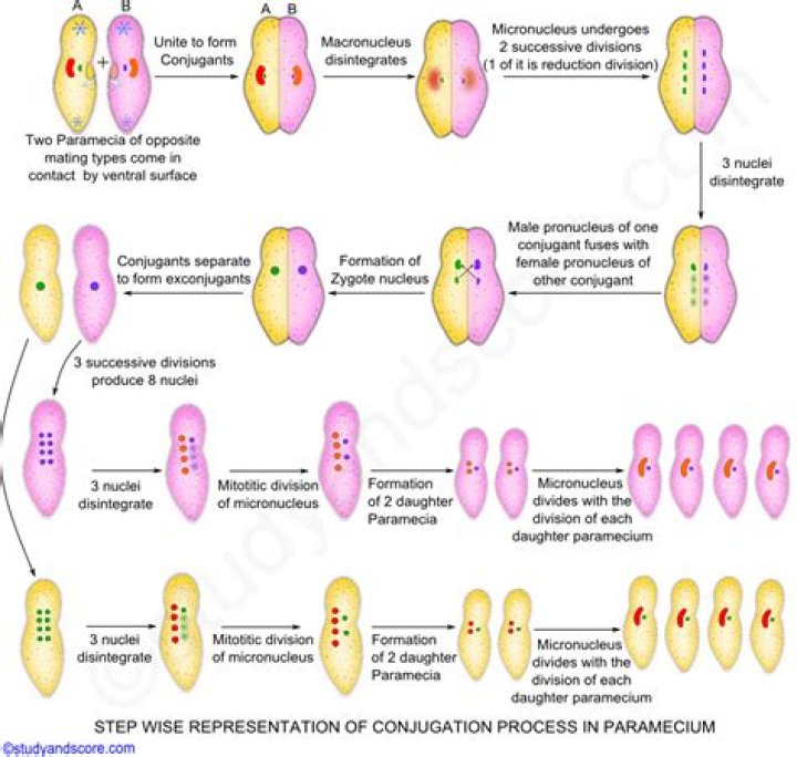 What is the process of conjugation in Paramecium?