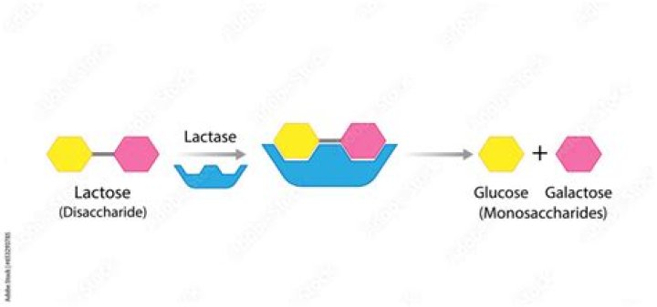What is the process of digesting lactose?