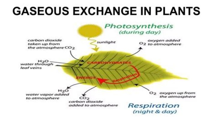 What is the process of gas exchange in plants?