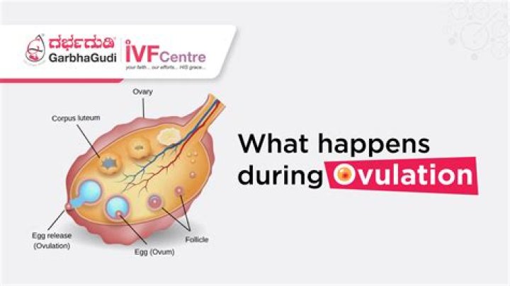 What is the process of ovulation called?