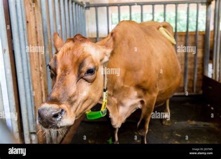 What is the purpose of a cannulated cow?