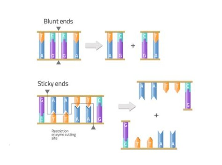 What is the purpose of sticky ends?