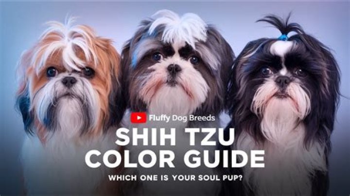 What is the rarest color Shih Tzu?