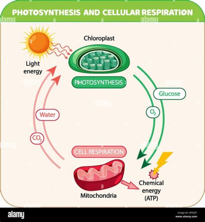 What is the relationship between photosynthesis and global warming?