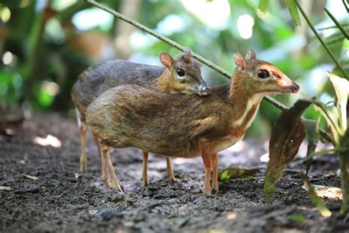 What is the smallest mammal in Thailand?