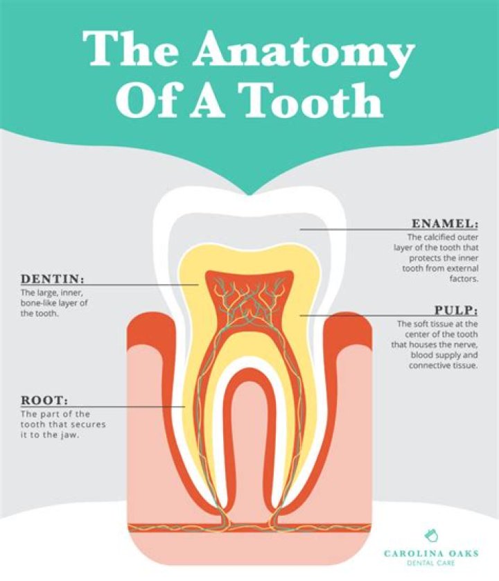What is the sound of teeth called?