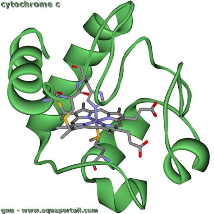 What is the structure of cytochrome c?