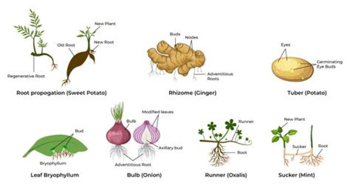 What is the vegetative form?