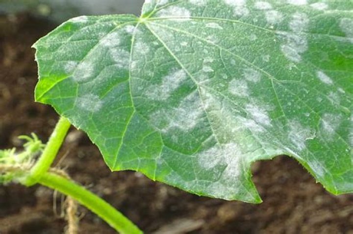 What is the white stuff on my cucumber leaves?