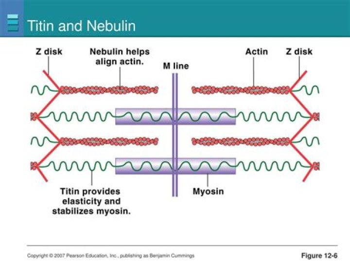 What is titin and Nebulin?