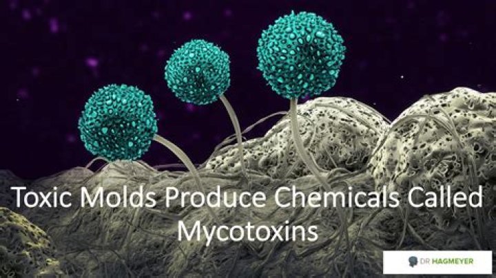What is toxigenic mold?