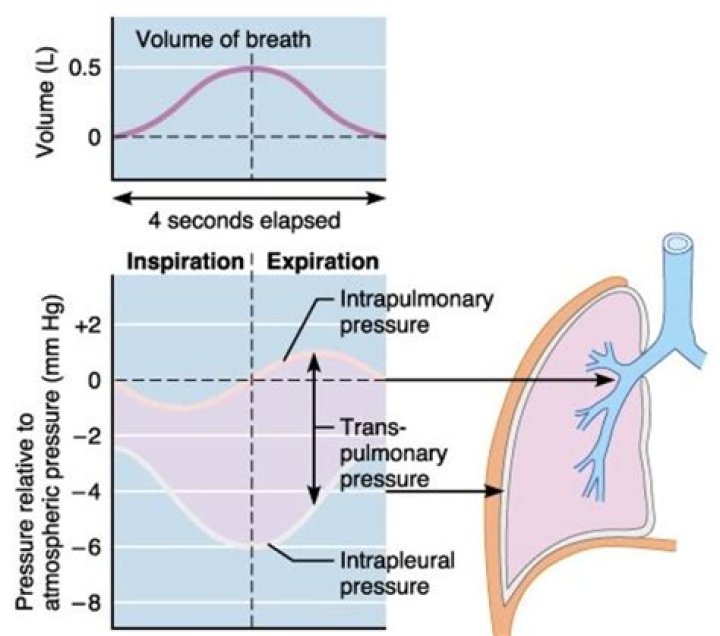 What is Transpulmonary pressure gradient?