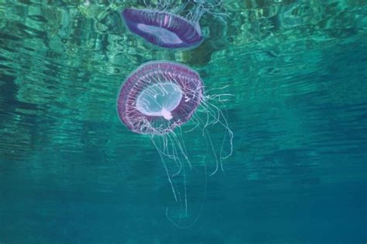 What jellyfish does not sting?