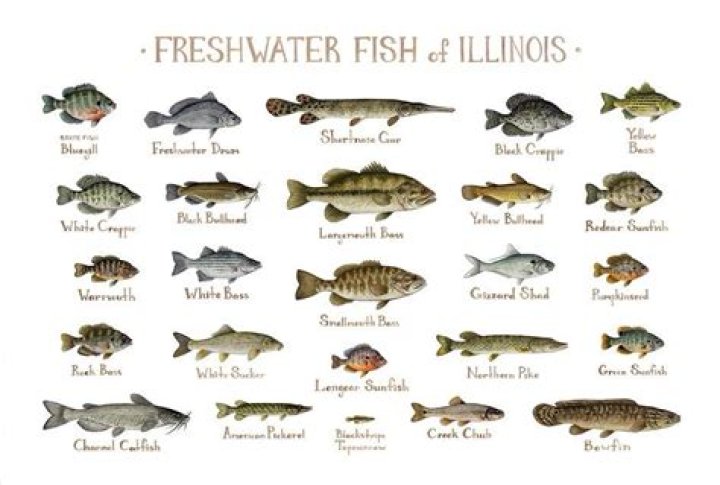 What kind of fish are in Falls Lake?