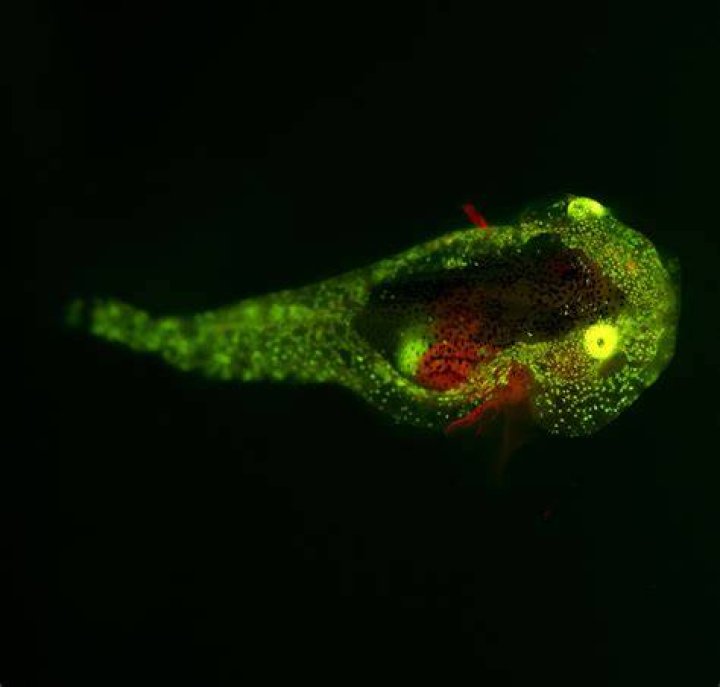 What kind of fish glows in the dark?