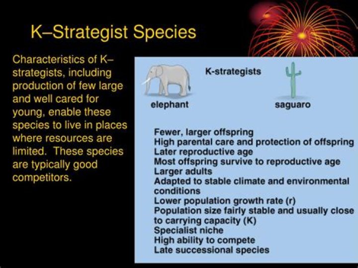 What kind of organisms are r strategists?