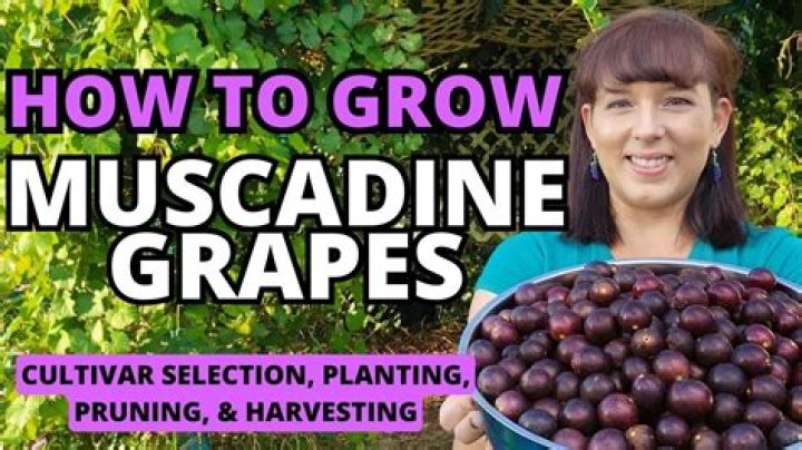 What month do you plant muscadines?